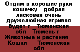 Отдам в хорошие руки кошечку , добрая ласковая,очень дружелюбная,игривая,будет г - Тюменская обл., Тюмень г. Животные и растения » Кошки   . Тюменская обл.